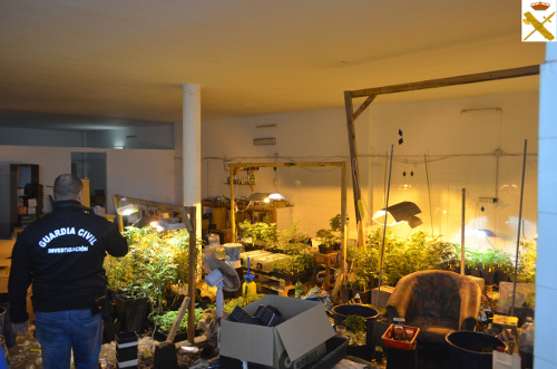 1.453 Marihuana-Pflanzen beschlagnahmt auf Teneriffa