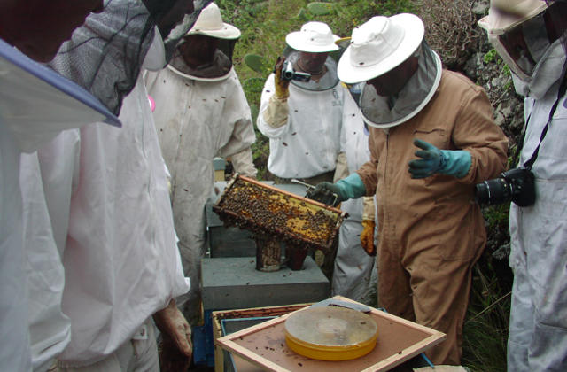 Teneriffa fördert Bienenzucht