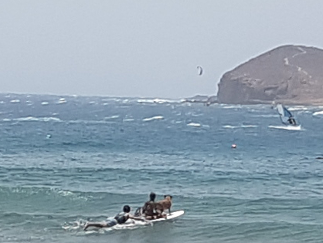 Drei Surfer mit Hund auf einem Brett