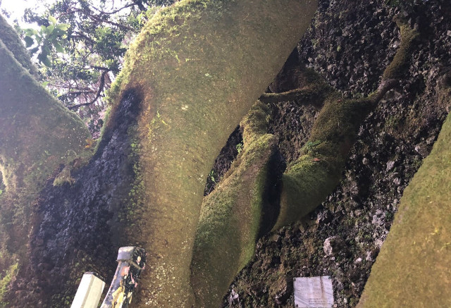 Die Garoé – der heilige Baum El Hierros