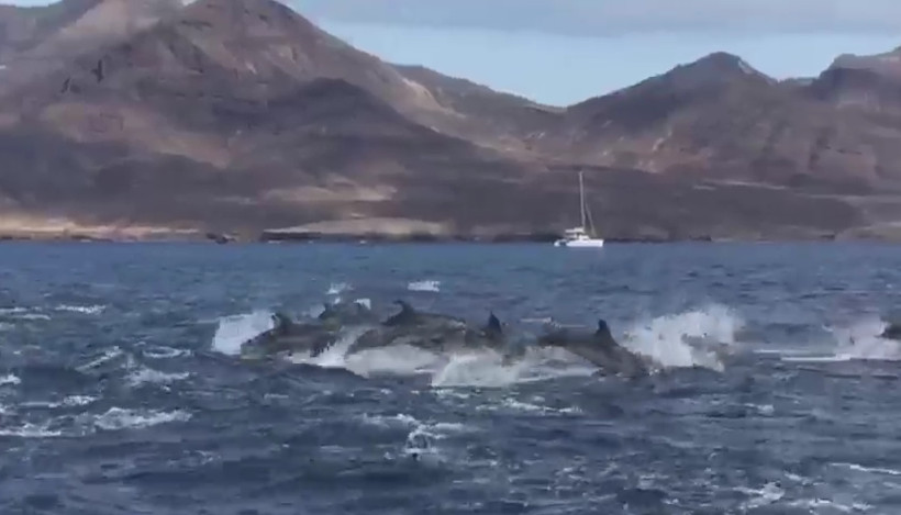 Delfinherde vor der Küste von Lanzarote
