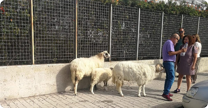 Schafe in Las Palmas