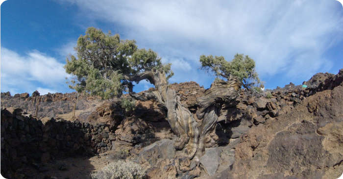 Zeder im Teide-Nationalpark Teneriffa
