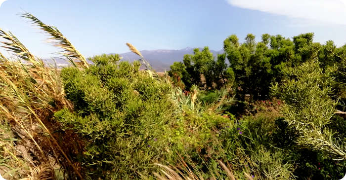 Sicht auf den Teide Teneriffa