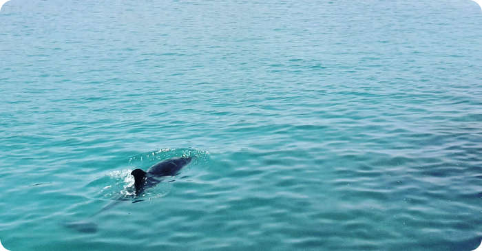 Delfin an der Küste Adejes