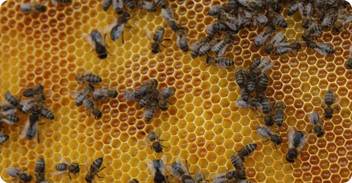 2021 06 18 Kanaren Bienen